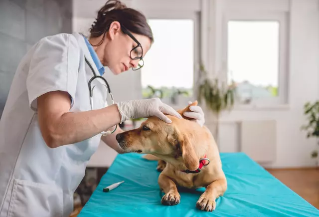 Cabergoline pour les chiens : Le point de vue d'un vétérinaire